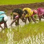 Farmer Crisis 2025: मौसम की मार, किसानों को करोड़ों का नुकसान