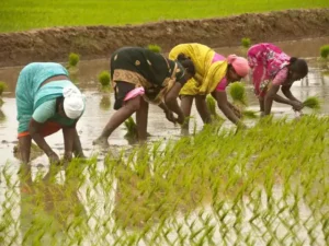 Farmer Crisis 2025: मौसम की मार, किसानों को करोड़ों का नुकसान