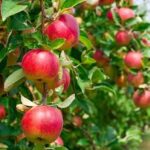 Kotgarh Apple History: बीज जिसने बदल दी पहाड़ की तक़दीर